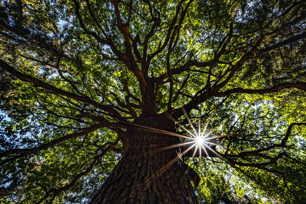 Sonne im Wald