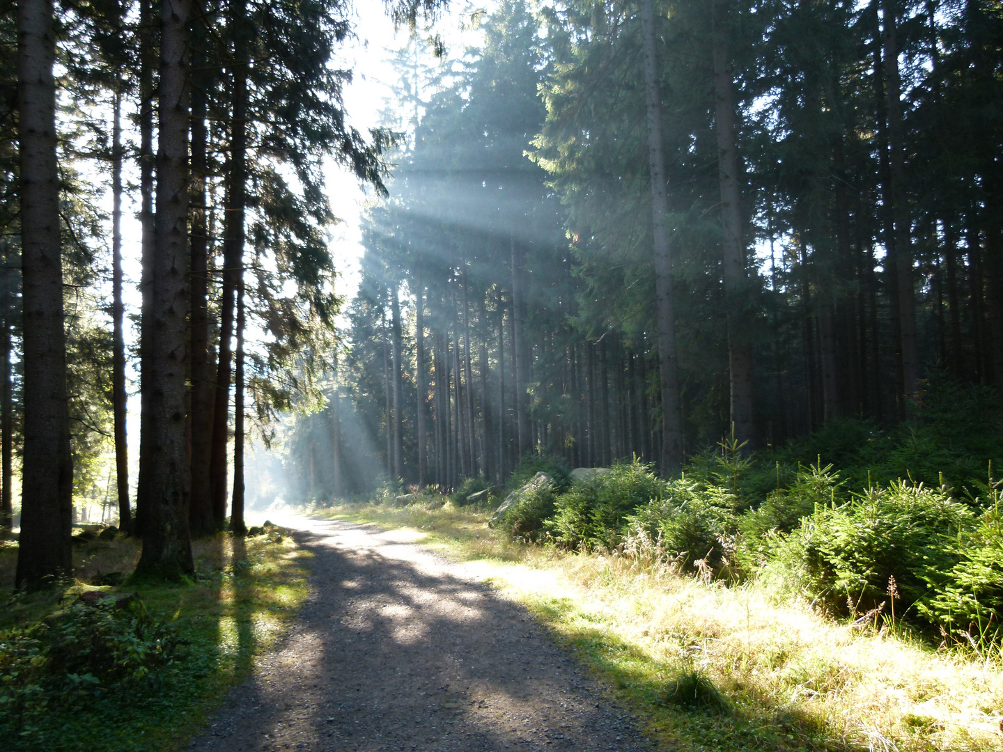 Sonne im Wald