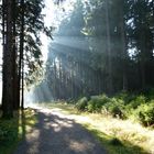 Sonne im Wald