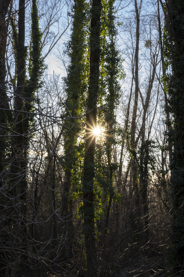 Sonne im Wald verführt zu Blendensternaufnahme