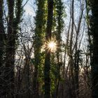 Sonne im Wald verführt zu Blendensternaufnahme