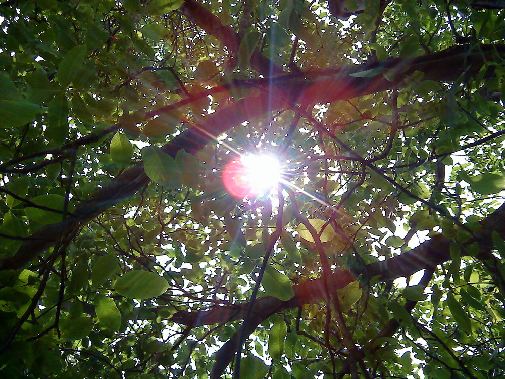 Sonne im Walnußbaum