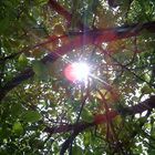 Sonne im Walnußbaum