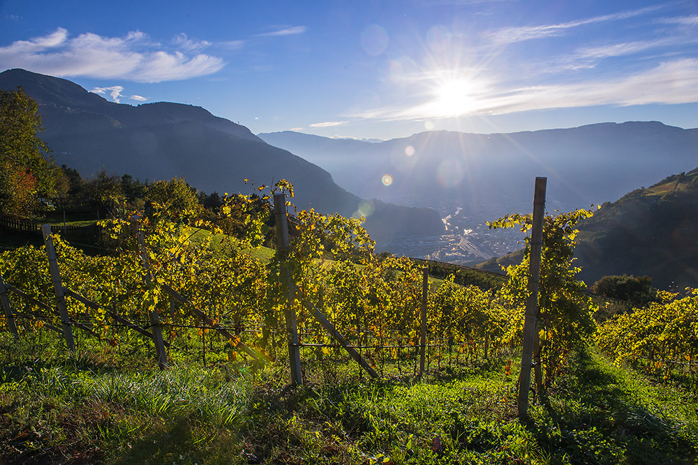 Sonne im Weinberg