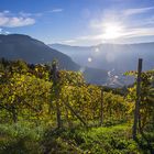 Sonne im Weinberg