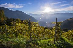 Sonne im Weinberg