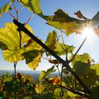 Sonne im Weinstock