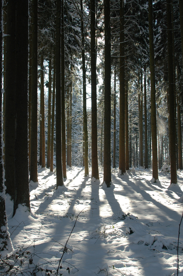 Sonne im Winter