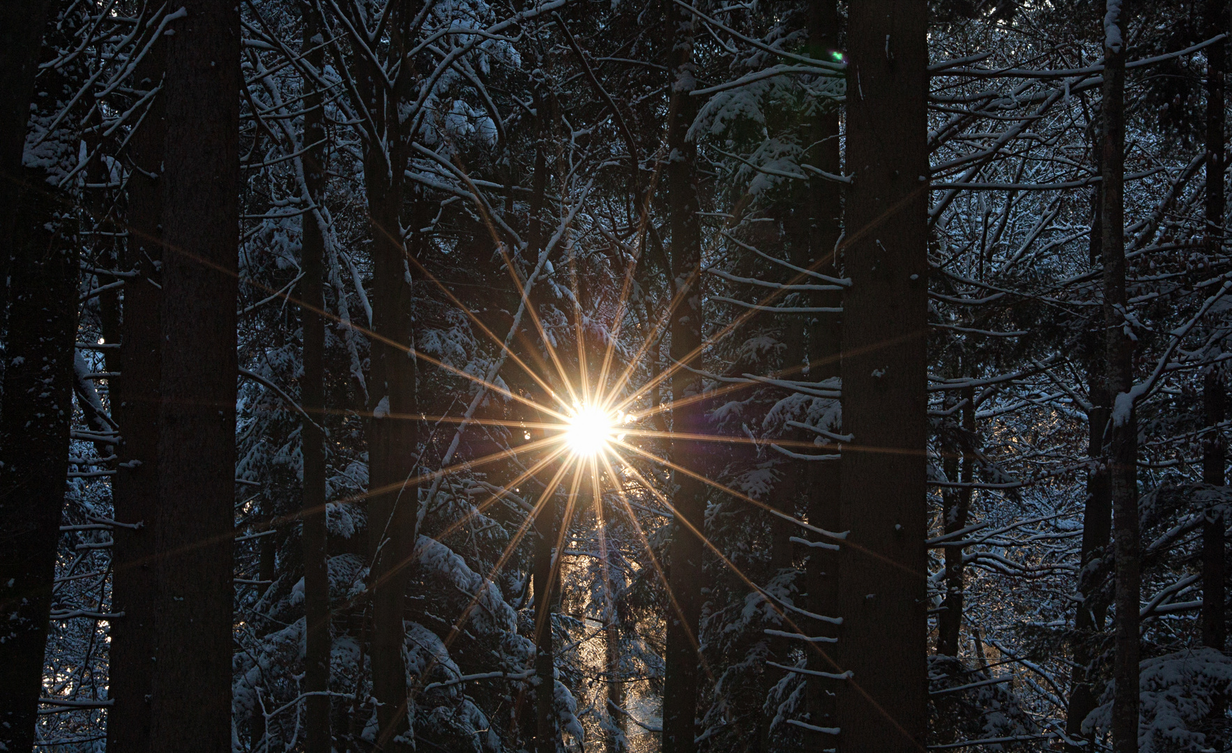 Sonne im Winterwald