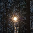 Sonne im Winterwald