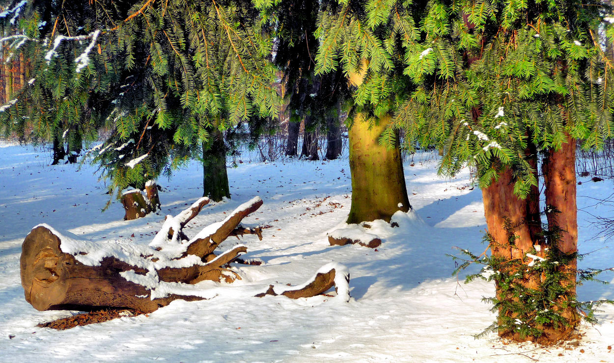 Sonne im Winterwald