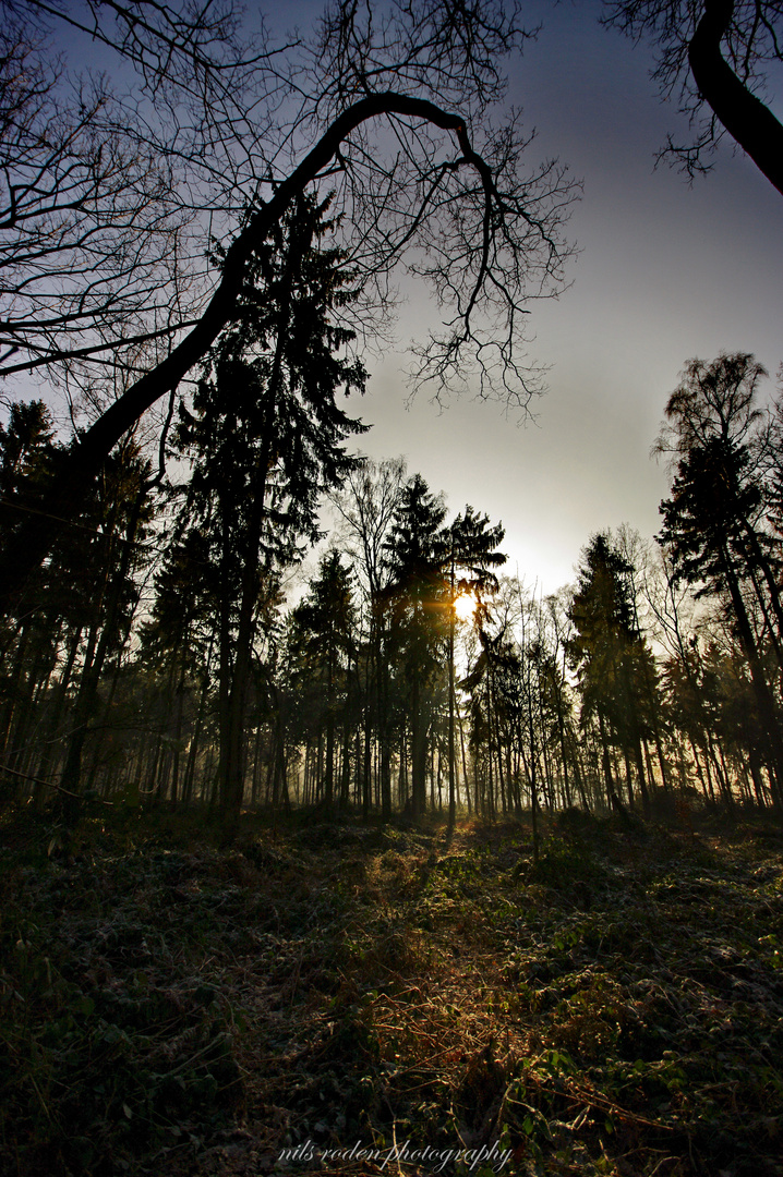 Sonne im Winterwald