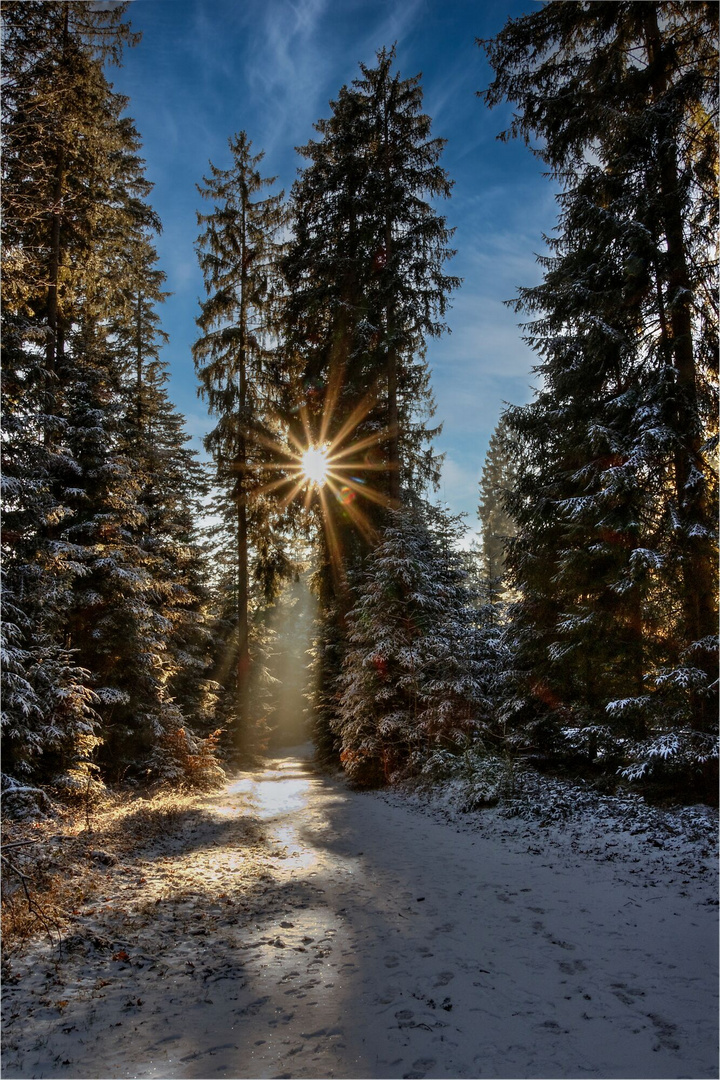 Sonne im Winterwald