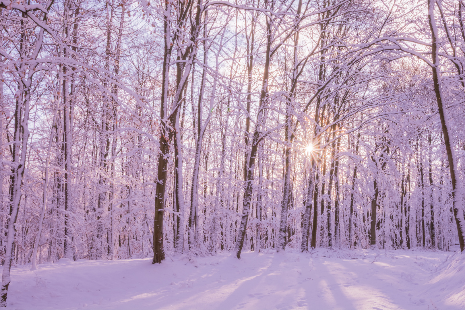 Sonne im Winterwald