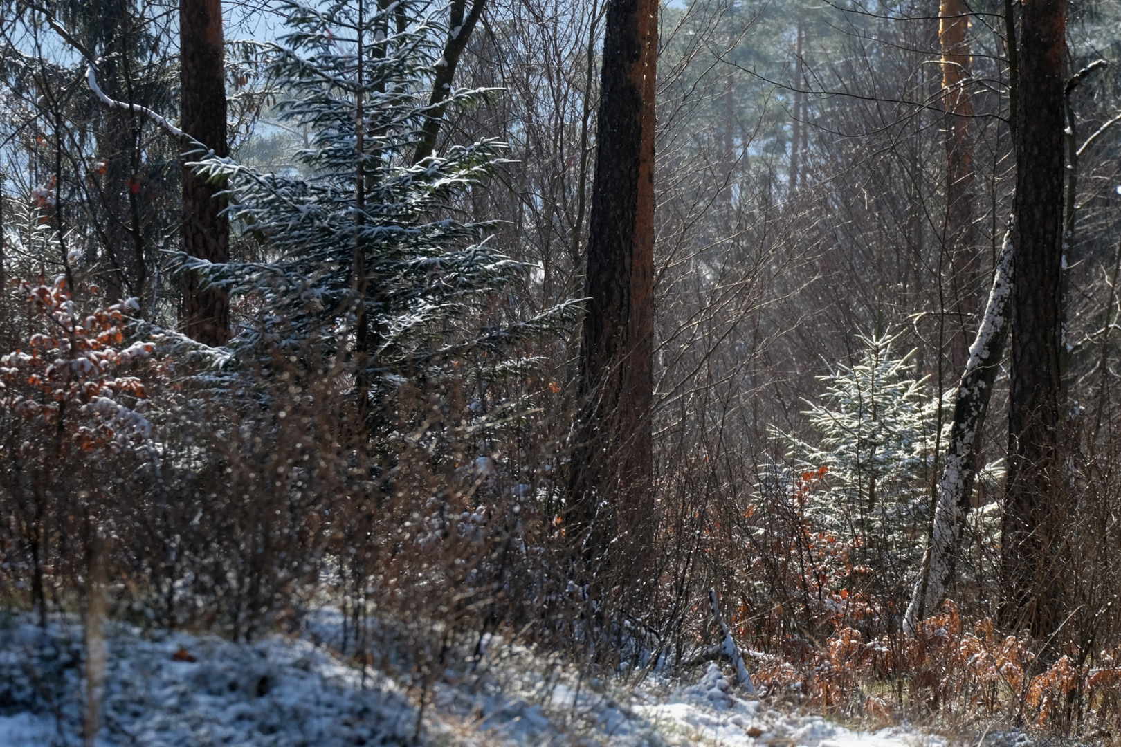 Sonne im Winterwald