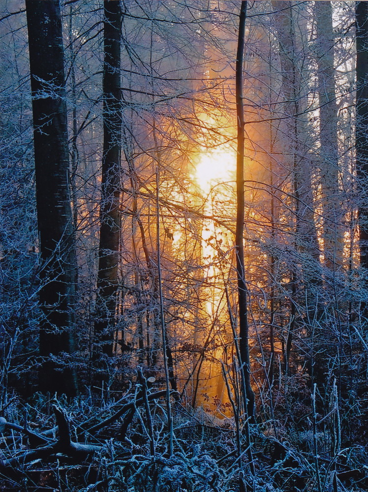 Sonne im Winterwald