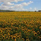 Sonne in Blüten,