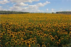 Sonne in Blüten,