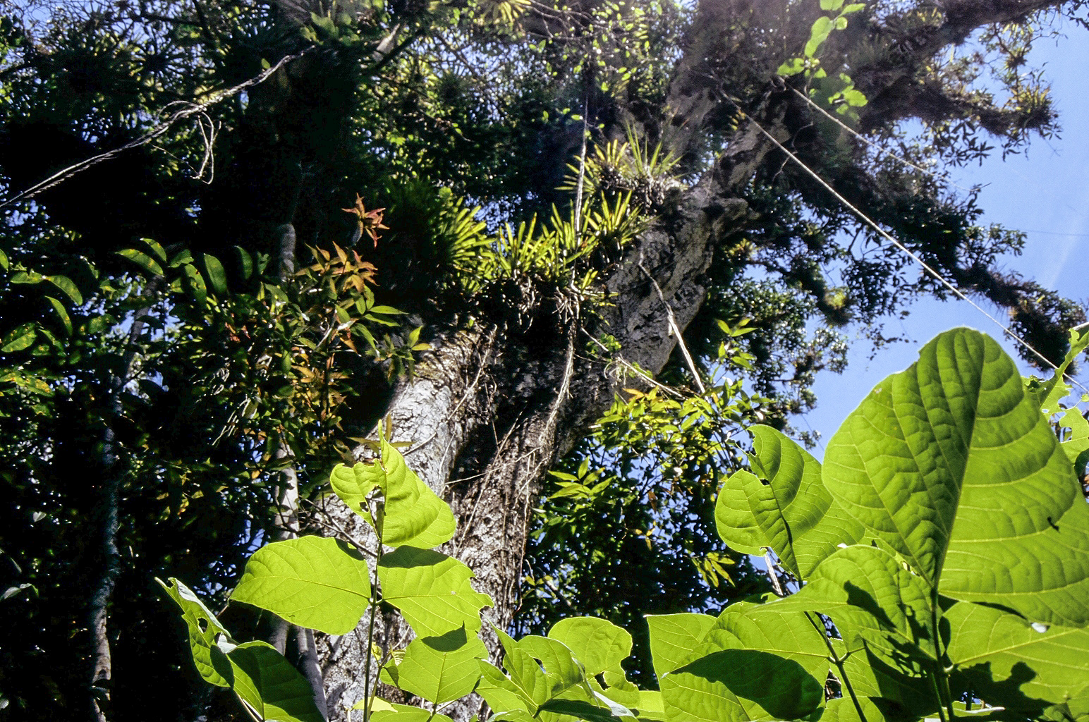 SONNE in CUBA Baum Mischwald