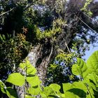 SONNE in CUBA Baum Mischwald