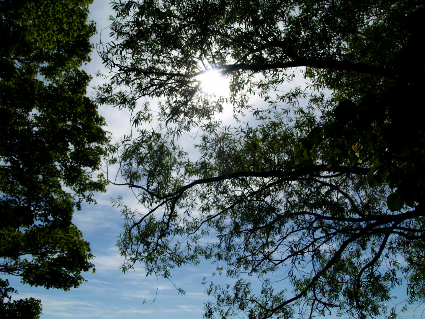 Sonne in den Bäumen