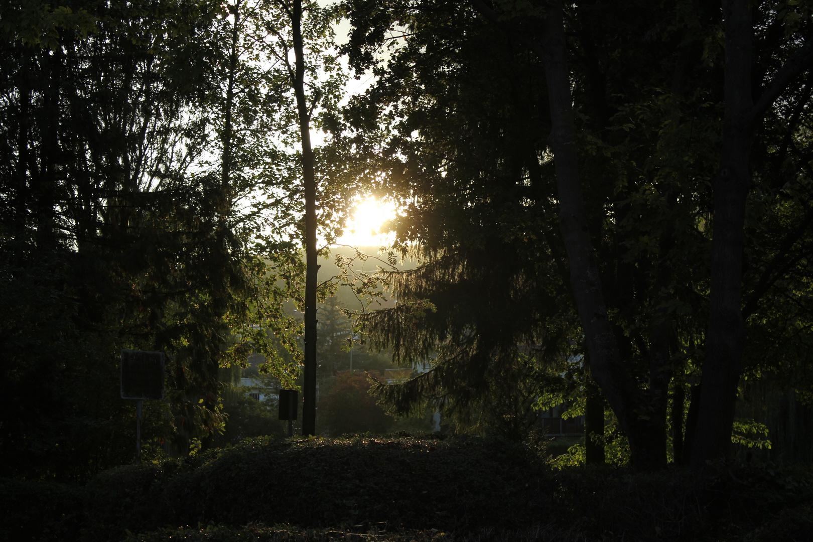 Sonne in den Bäumen