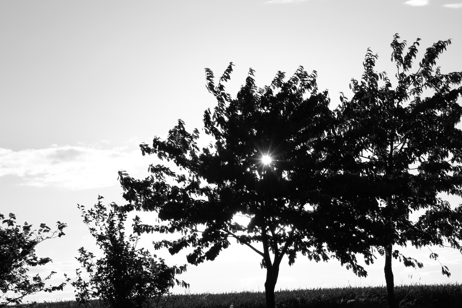 Sonne in den Bäumen