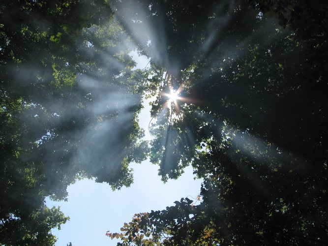 Sonne in den Bäumen