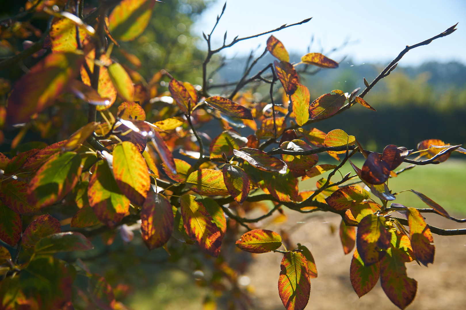 Sonne in den Blättern / Sun in the leaves