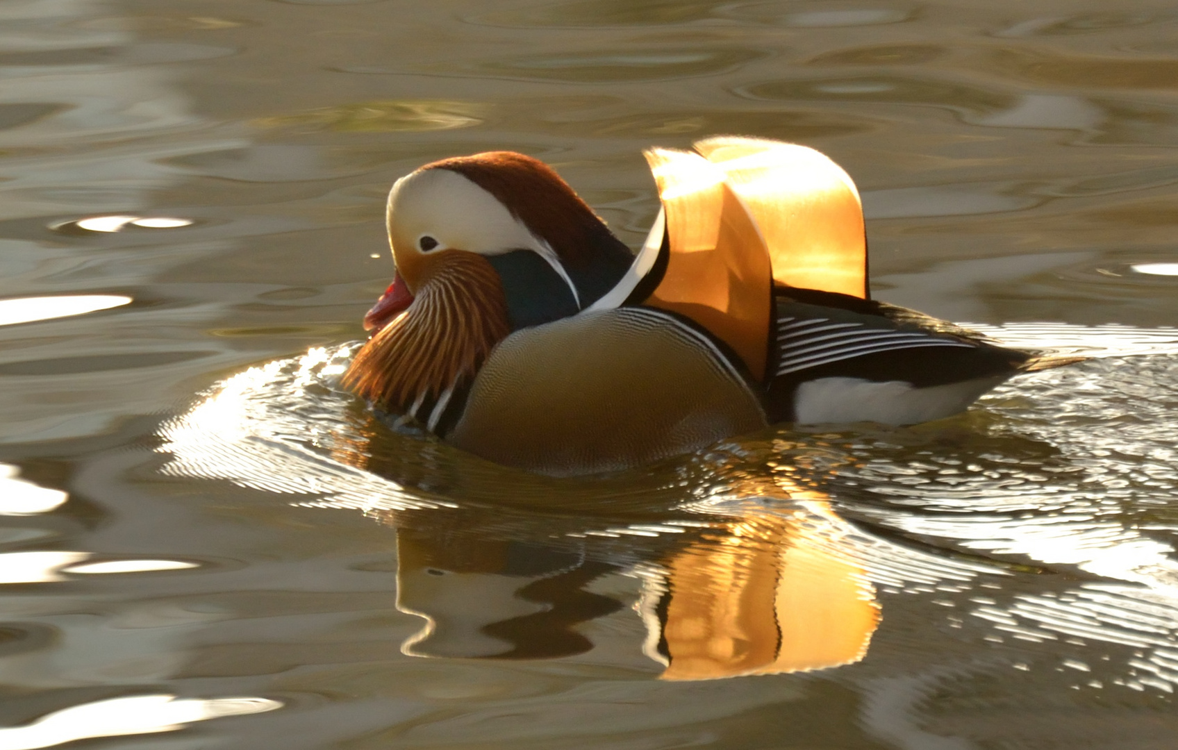 Sonne in den Flügeln und im Wasser gespiegelt