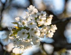 Sonne in den Kirschblüten