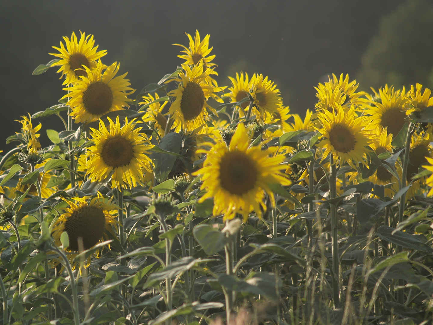 Sonne in der Blume