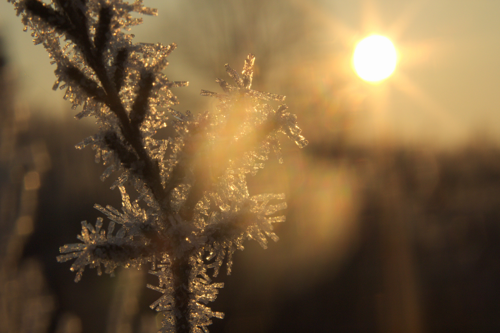 Sonne in der Heide