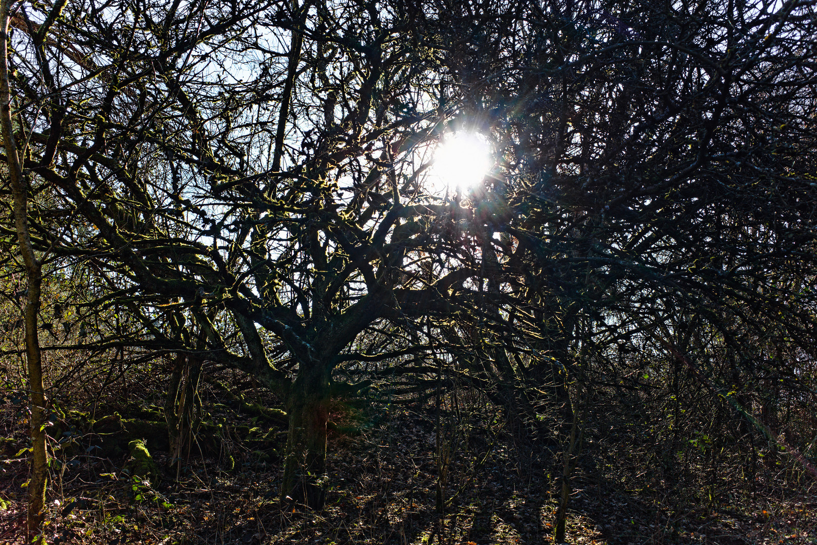 Sonne in der Obstbaumkrone