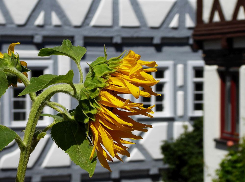 Sonne in der Stadt