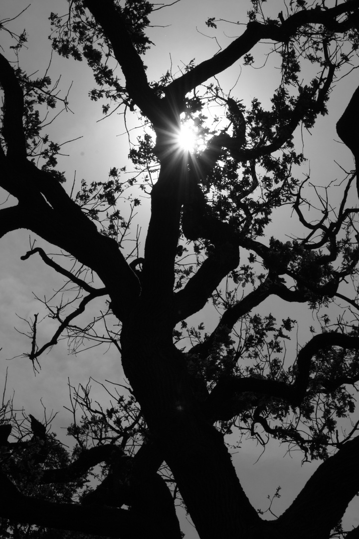 Sonne Schwarz Weiß Sonne Schwarz Weiß