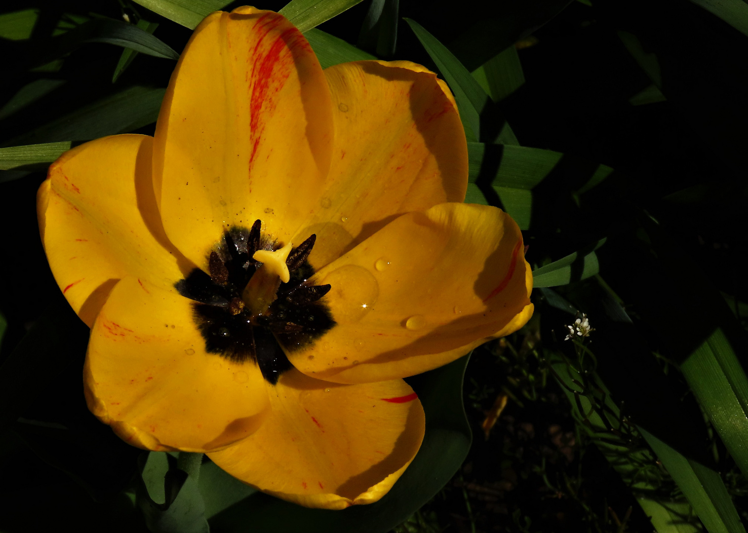 Sonne in Tulpe