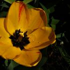 Sonne in Tulpe