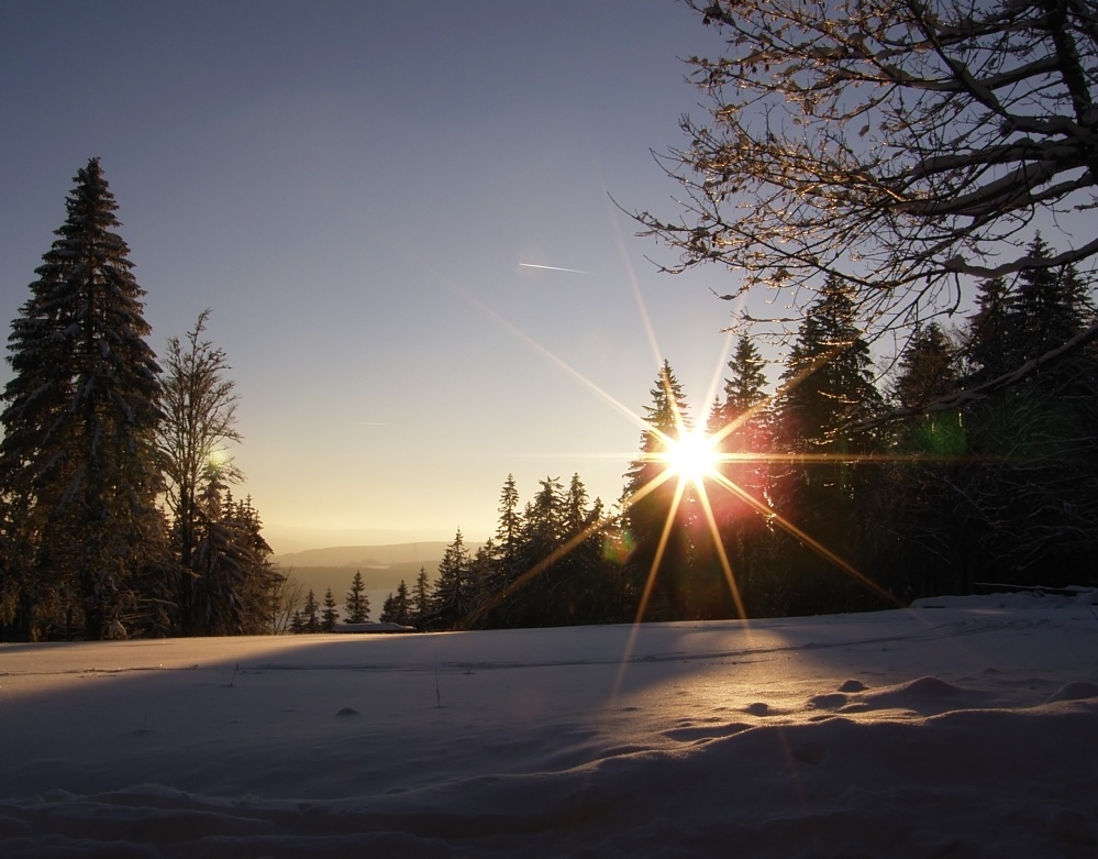  Sonne  in winterlichen Tannen Foto Bild jahreszeiten 