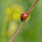 Sonne, Käfer und das Glück