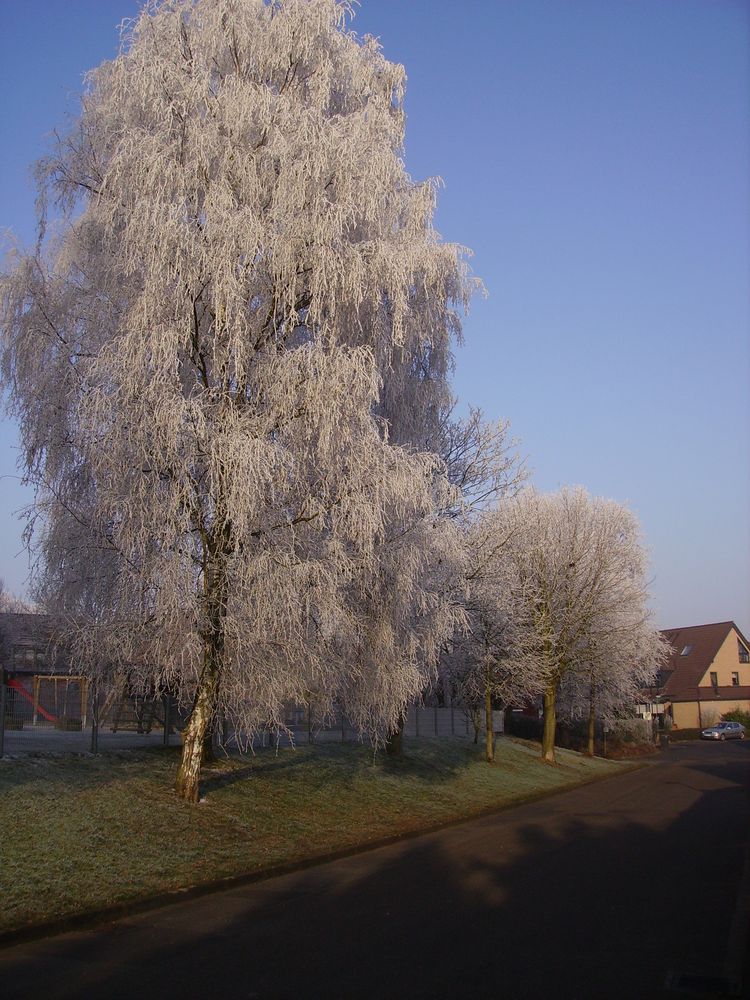 Sonne kämpft gegen Raureif