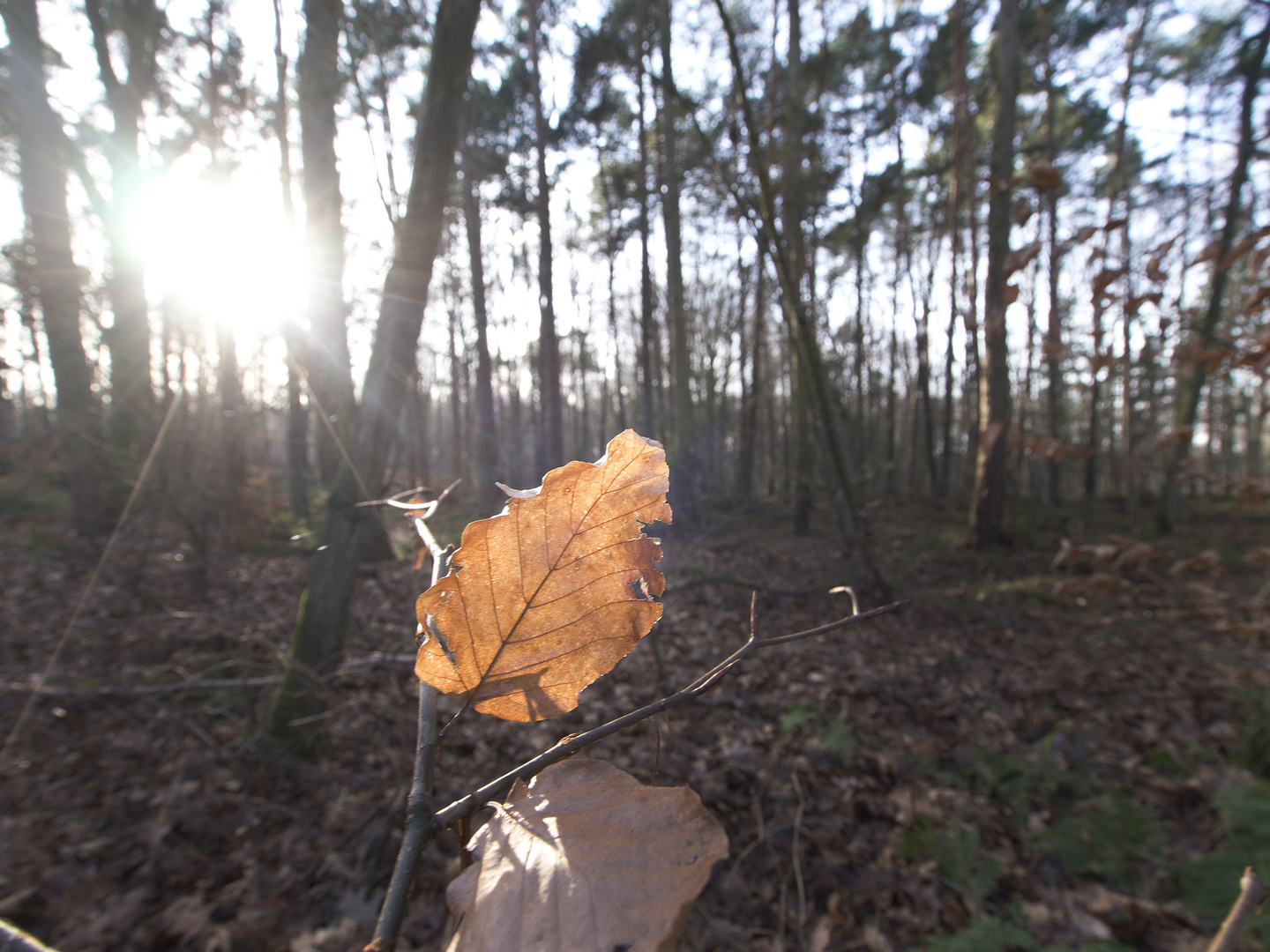 Sonne küsst Blatt