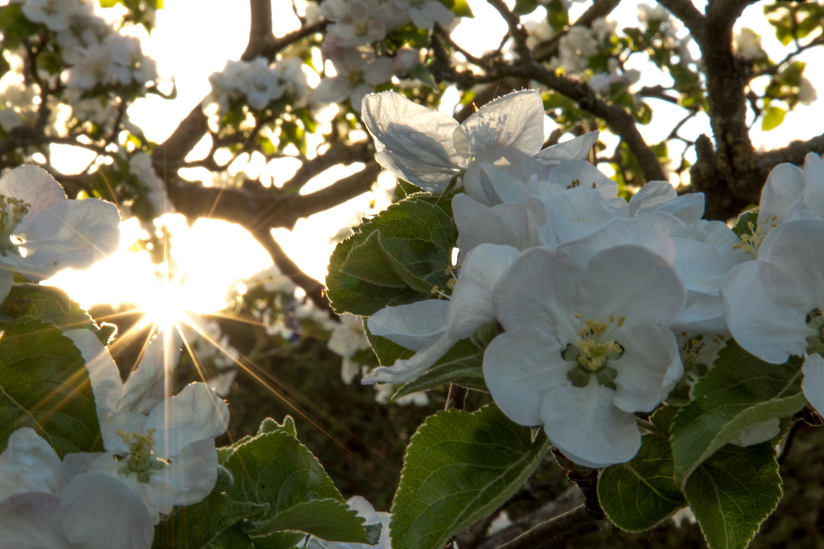 Sonne küsst die Apfelblüte