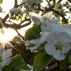 Sonne küsst die Apfelblüte