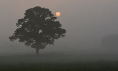 sonne küßt eiche