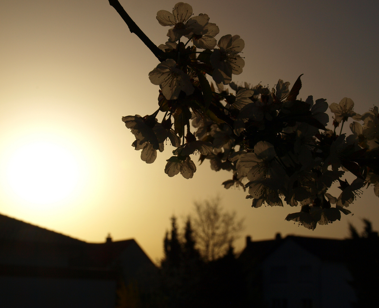 Sonne küsst Leben