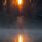 Sonne küsst Nebel