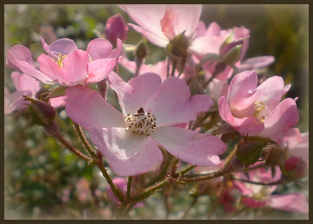 Sonne, Licht und Rosen...