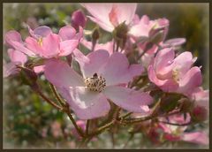 Sonne, Licht und Rosen...