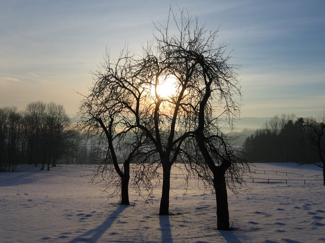 Sonne macht 3 Bäume wärmen